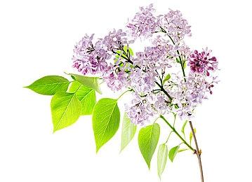 《灵媒》开发商想打造《生化危机》那样高知名度的游戏IP